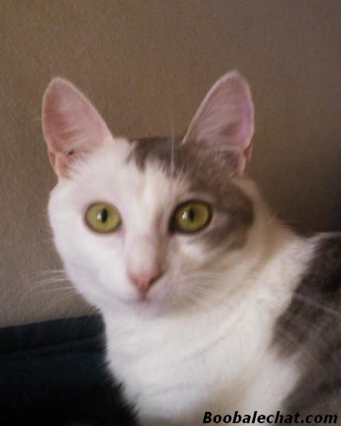 biloute-chat-blanc.jpg