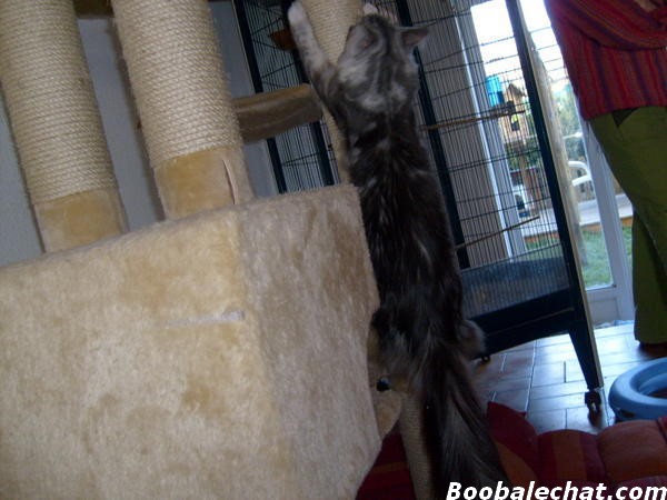 maine-coon.jpg