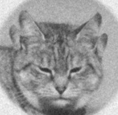 photo-chat-insolite.jpg