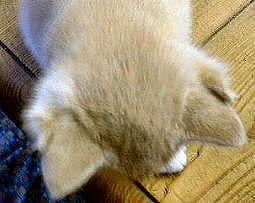 photo-chat-oreilles-3-4.jpg