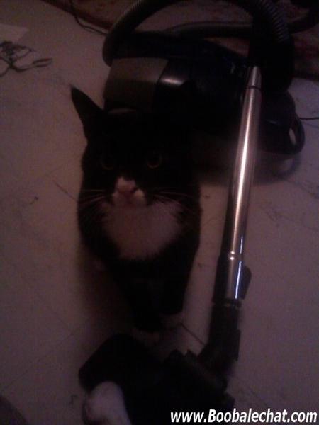 photo-chat-aspirateur.jpg