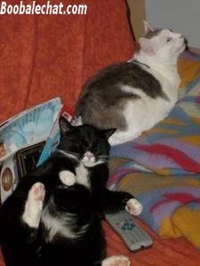 un pacha! photo-chat-beauf.jpg