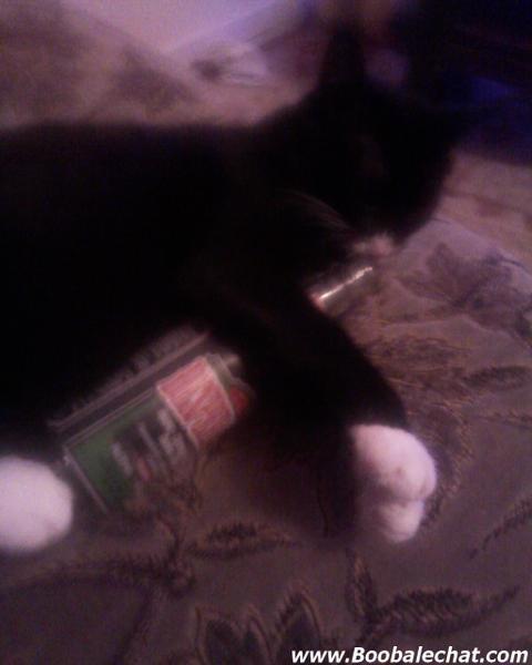 chat-biere.jpg