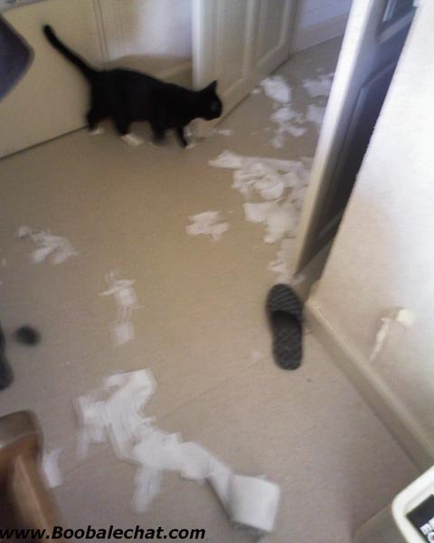 photo-chat-desordre.jpg