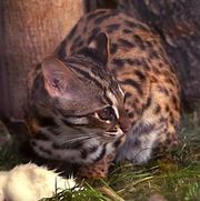 chat-d'iriomote.jpg