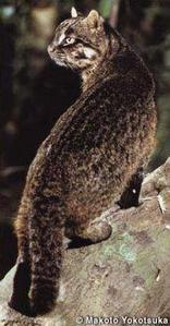 chat-d'iriomote.jpg