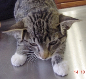 photo-chat-quatre-oreilles 