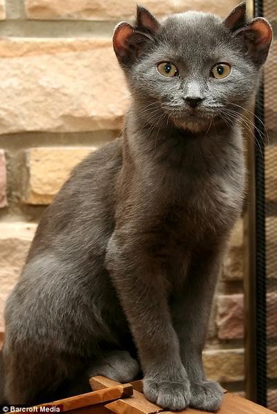 photo-chat-4-quatre-oreille.jpg