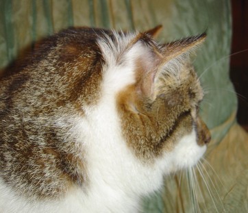 photo-joey-chat-quatre-oreilles