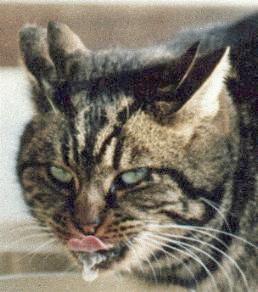 photo-chat-etonant.jpg