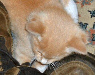 picture-cat-four-ears-cat.jpg
