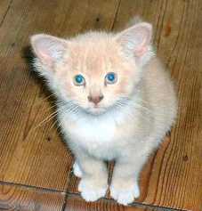 cat-four-ears.jpg