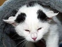 photo-lilly-chat-quatres-oreilles.jpg