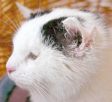 photo-chat-quatres-oreilles.jpg
