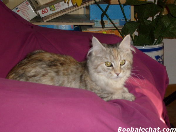 maine-coon.jpg
