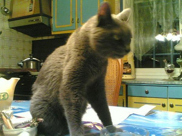 photo-chat-gris.jpg