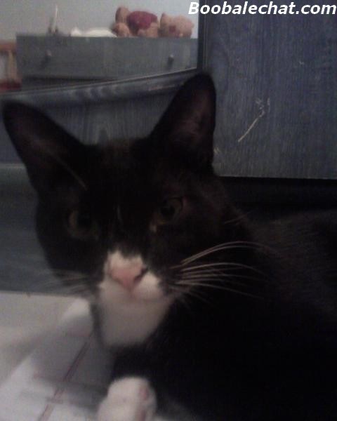 photo-chat-noir-booba.jpg