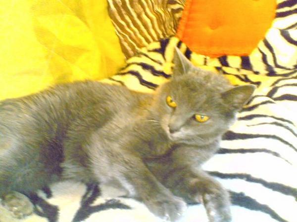 photo-chat-gris.jpg