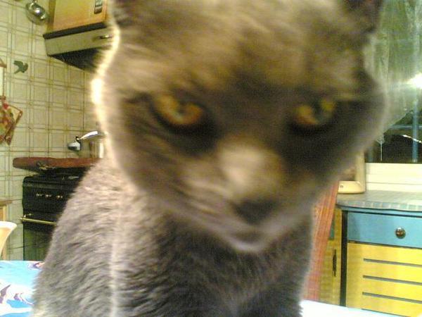 photo-chat-gris.jpg